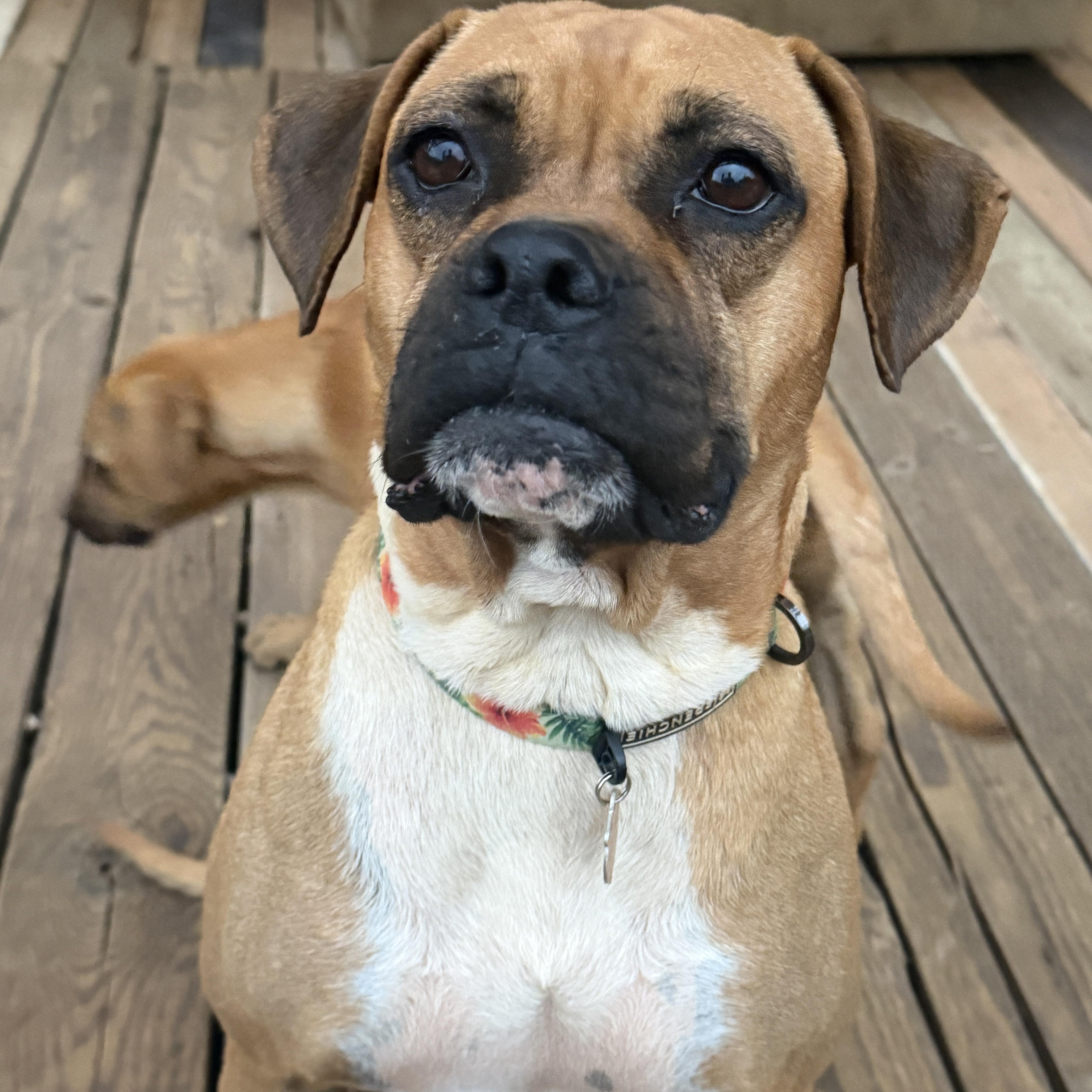 A young medium-sized female Boxer dog named Rose for adoption in Los Angeles, CA