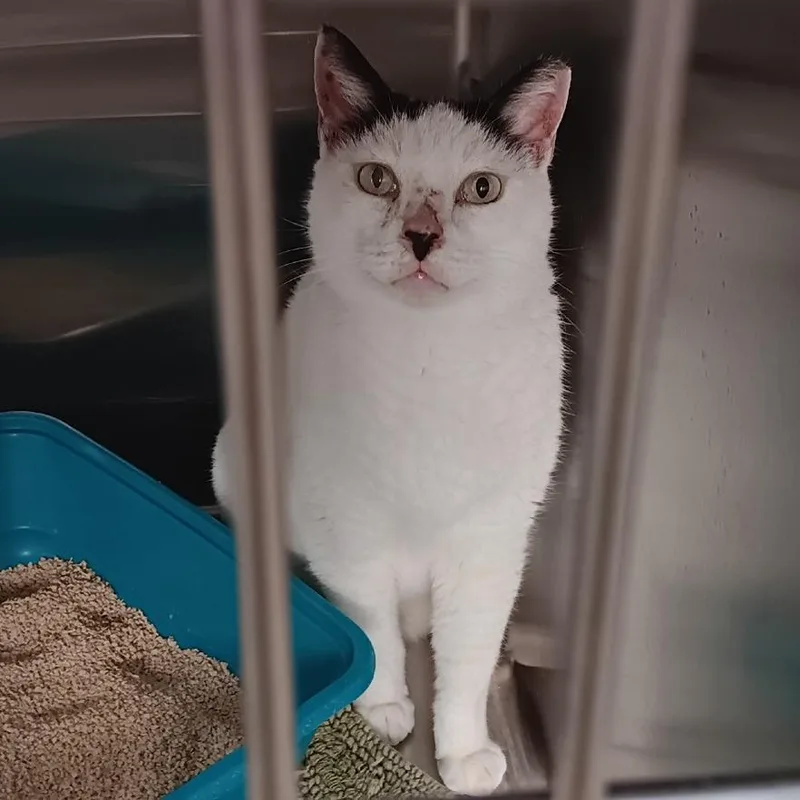 Ferdinand thumbnail 2