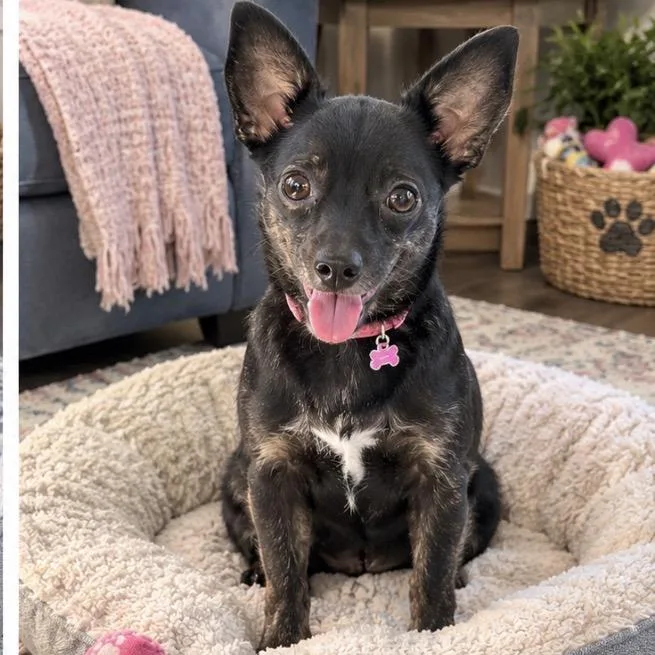 A young small-sized female Black Chihuahua dog named Xena for adoption in Baton Rouge, LA