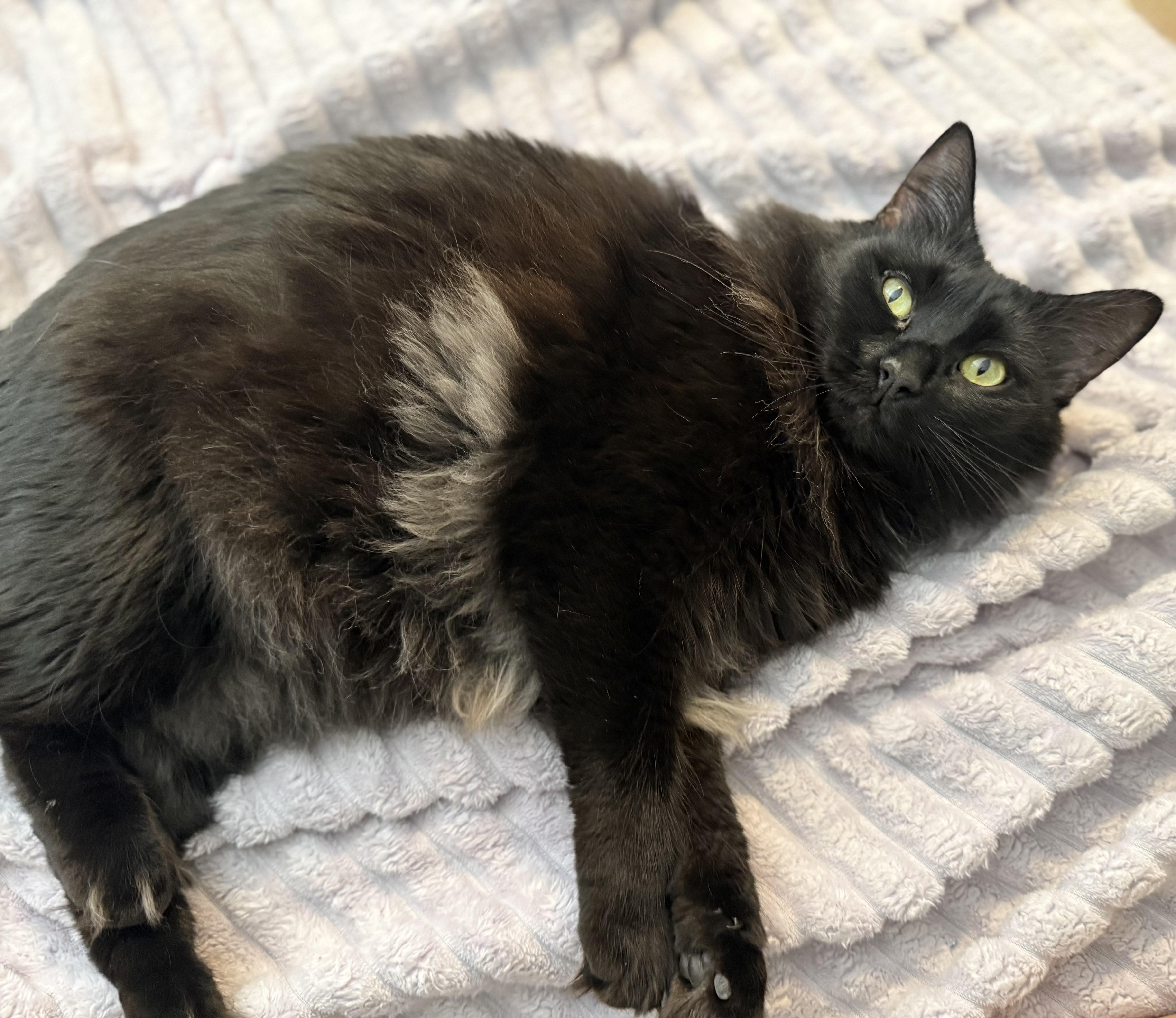 A young medium-sized female Black Domestic Long Hair cat named NormaJean Bear for adoption in Sweetwater, TN