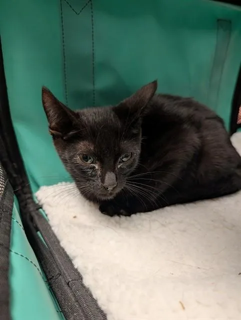 A baby small-sized male Domestic Short Hair cat named Oscar for adoption in Ontario, CA
