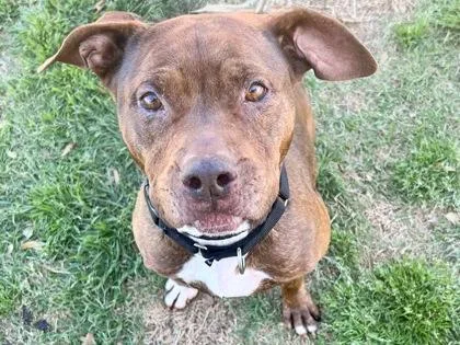 An adult large-sized female Red / Chestnut / Orange Mixed Breed dog named Carla for adoption in Georgetown, TX