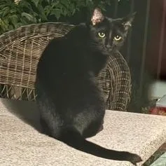 An adult medium-sized female Black Domestic Short Hair cat named Lilith for adoption in Jupiter, FL