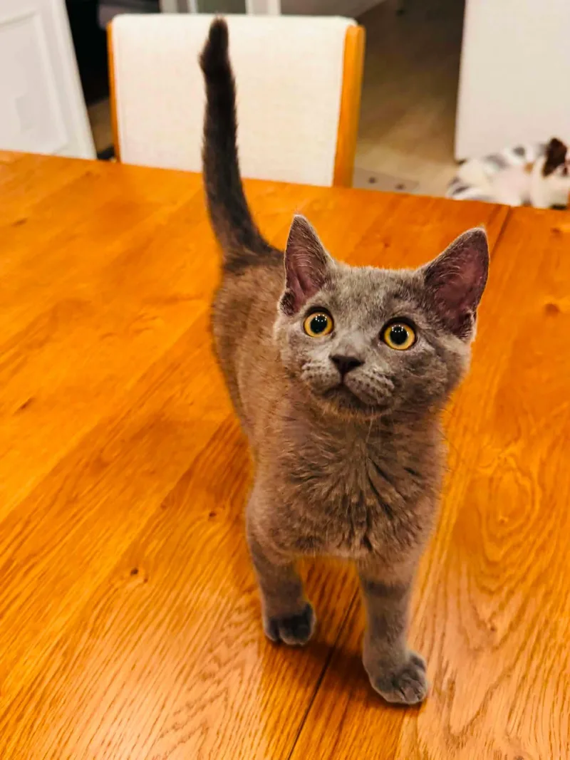 A baby small-sized male Gray / Blue / Silver Domestic Short Hair cat named Toby for adoption in Charlotte, NC