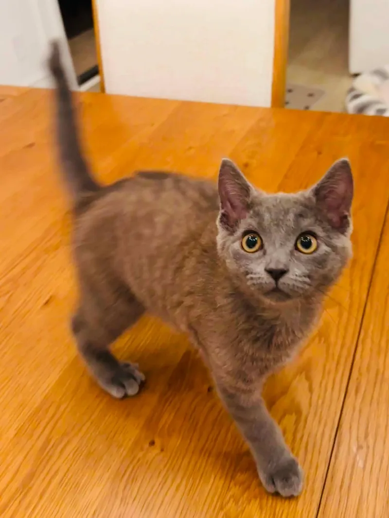 Toby thumbnail 3