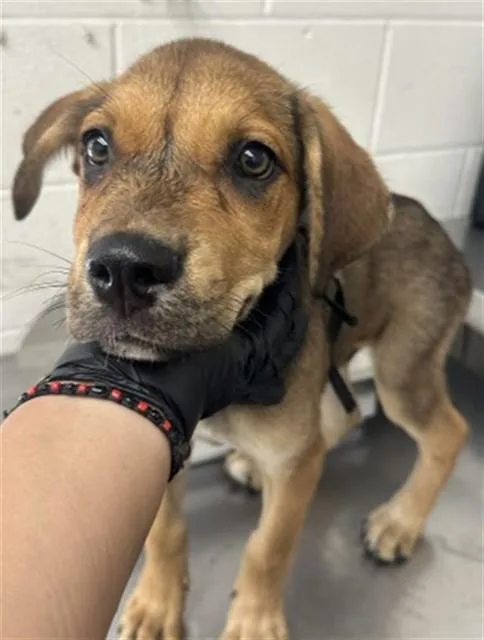 A baby small-sized male German Shepherd Dog dog named Mason James for adoption in San Bernardino, CA