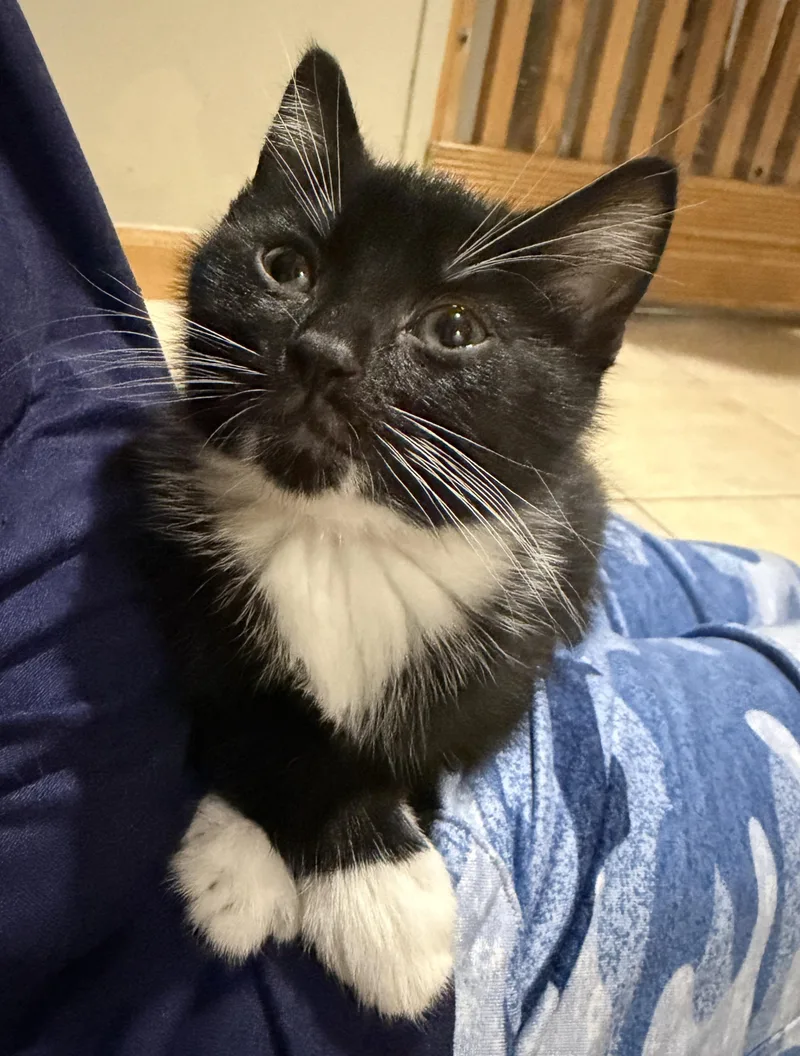 A baby medium-sized male Black & White / Tuxedo Domestic Short Hair cat named Tucker for adoption in East Hanover, NJ