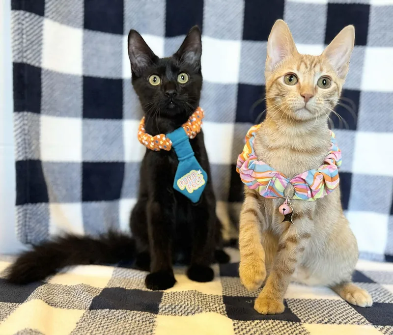 An adult medium-sized female Domestic Short Hair cat named Vivienne for adoption in Wills Point, TX