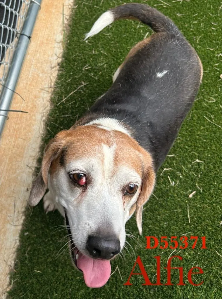 An adult medium-sized male Basset Hound dog named Alfie for adoption in Clarksville, TN