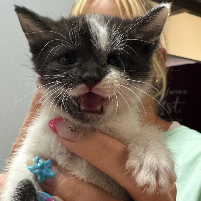 A baby small-sized female Black Domestic Short Hair cat named Cleo for adoption in North Canton, OH