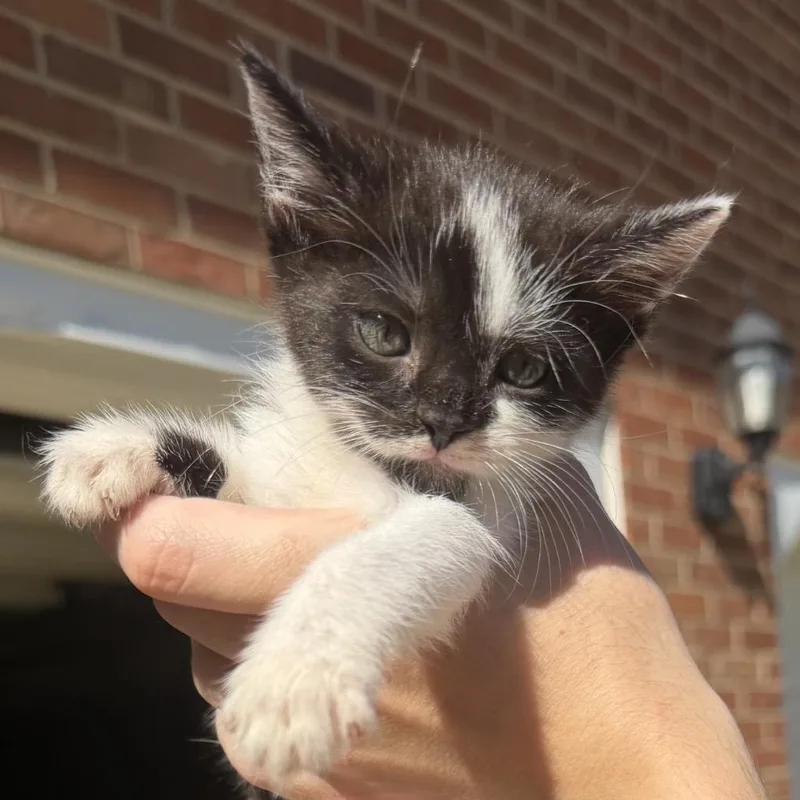 Cleo thumbnail 2