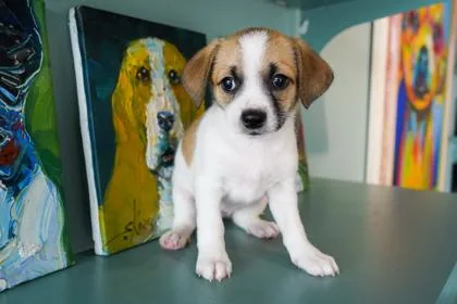 A baby small-sized female Pug dog named Mazapan for adoption in San Antonio, TX