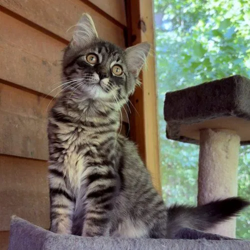 A baby small-sized male Tabby (Brown / Chocolate) Maine Coon cat named Odin for adoption in Knoxville, TN