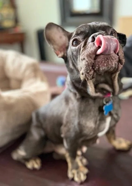 An adult small-sized female French Bulldog dog named Charlotte for adoption
