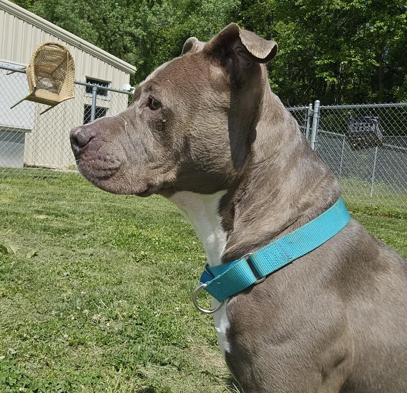 An adult large-sized female Gray / Blue / Silver Pit Bull Terrier dog named Monae for adoption in Benton Harbor, MI