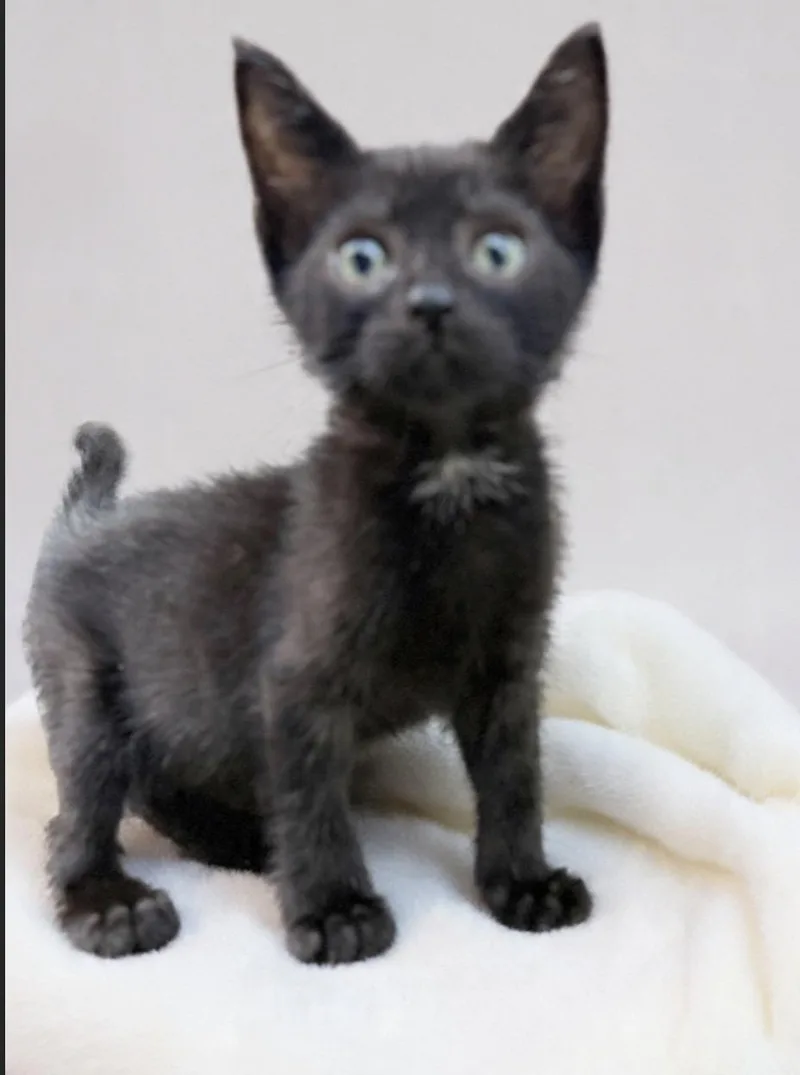 A baby medium-sized female Black Domestic Short Hair cat named Inky Binky for adoption in Homestead, FL