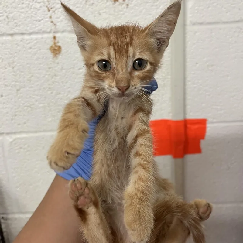 A baby small-sized male Orange / Red Domestic Short Hair cat named Stan for adoption in Edinburg, TX