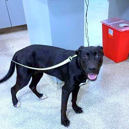 A young medium-sized female Black Mixed Breed dog named Smiley for adoption in Jacksonville, FL