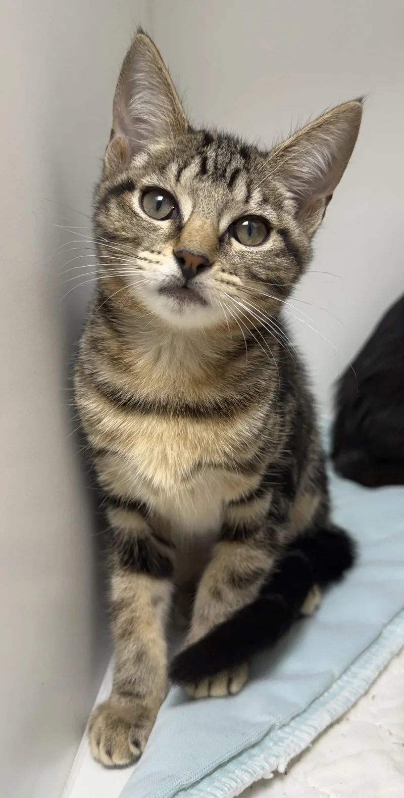 A young medium-sized female Domestic Short Hair cat named Gaspar for adoption in Satellite Beach, FL