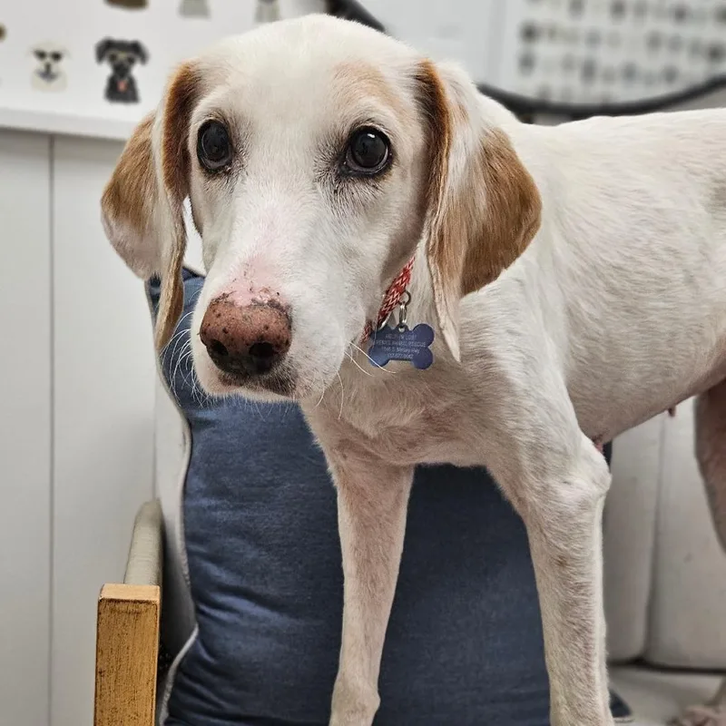 An adult medium-sized female White / Cream Treeing Walker Coonhound dog named Ellie Mae for adoption in Chesapeake, VA