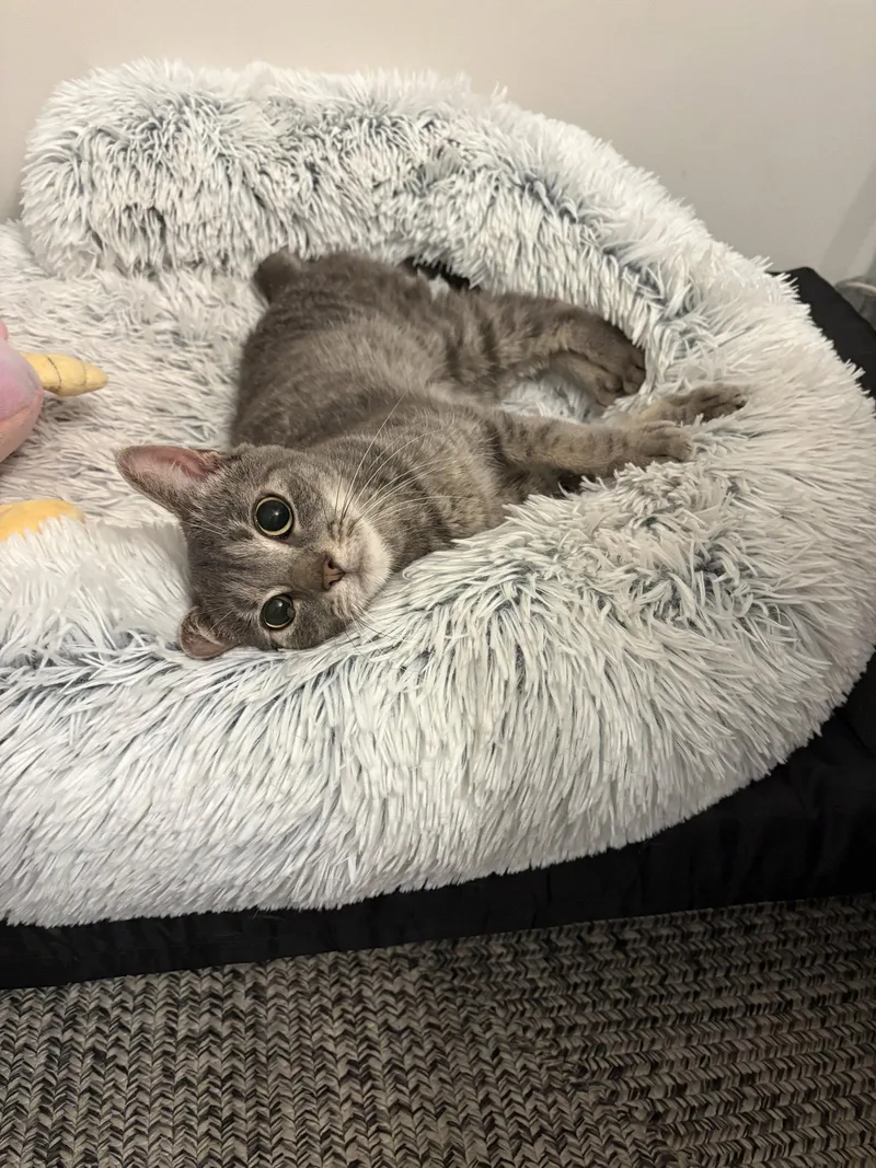 An adult medium-sized female Domestic Short Hair cat named Gizmo D. for adoption in Trenton, NJ