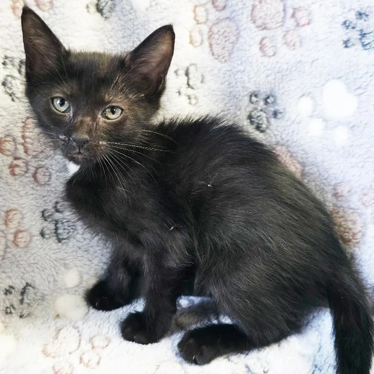 A baby small-sized female Black Domestic Short Hair cat named Queen for adoption in Mount Juliet, TN