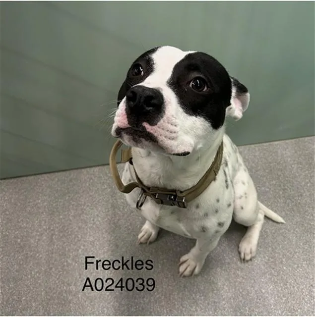 A young medium-sized male Pit Bull Terrier dog named Freckles for adoption in Lincolnton, NC