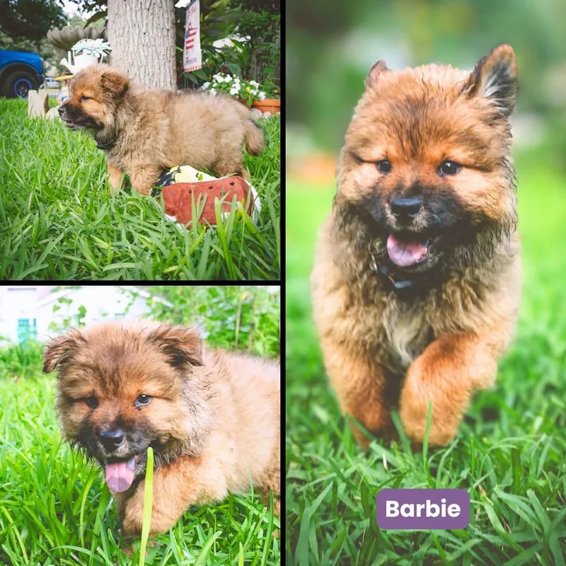 A baby medium-sized female Chow Chow dog named Barbie for adoption in Houston, TX