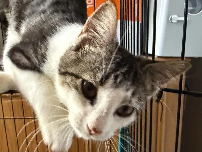 A young large-sized male Tabby (Brown / Chocolate) Domestic Short Hair cat named Smokey for adoption in Stockbridge, GA