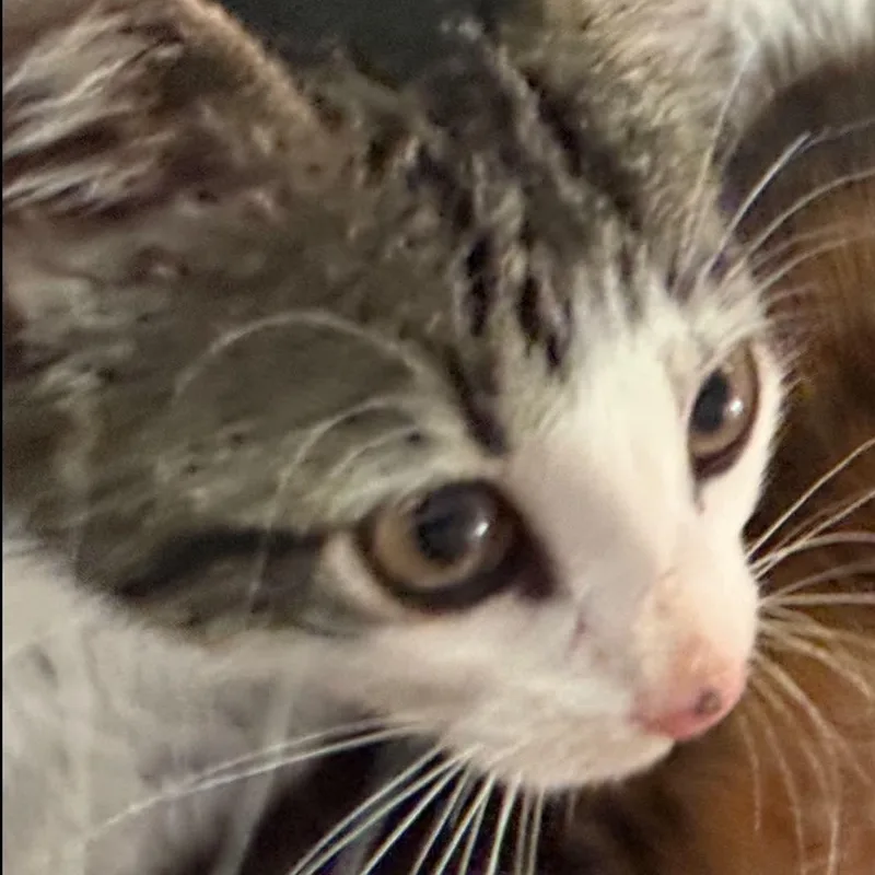 Smokey thumbnail 2
