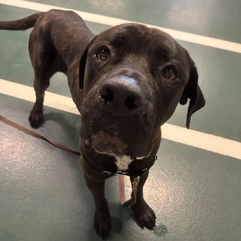 An adult extra large-sized male Brindle Mixed Breed dog named Titan for adoption in Hinsdale, IL