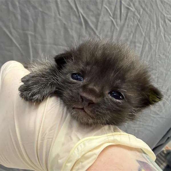 A baby small-sized male Black Domestic Short Hair cat named Fred for adoption in Houston, TX