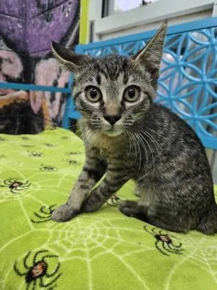 A baby small-sized female Domestic Short Hair cat named Violet Sorrengail for adoption in Savannah, GA