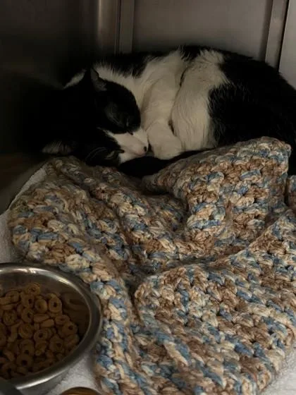 An adult medium-sized male Domestic Short Hair cat named Dave for adoption in Baraboo, WI