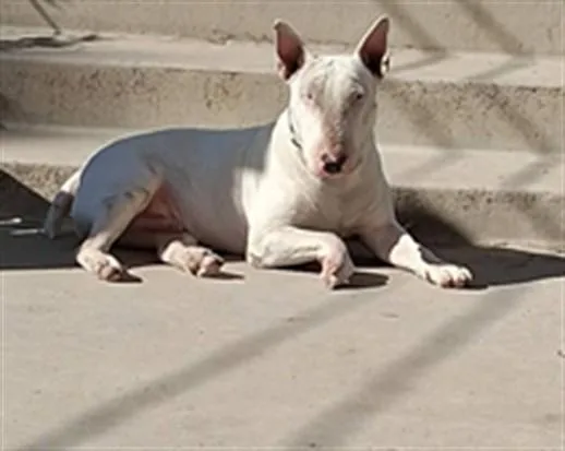 An adult large-sized male Bull Terrier dog named Spudz for adoption in San Pedro, CA