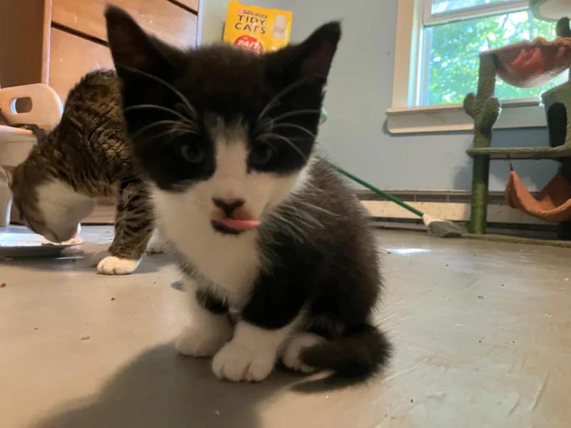 A baby medium-sized male Black & White / Tuxedo Domestic Short Hair cat named Beardsley for adoption in Springfield, MA
