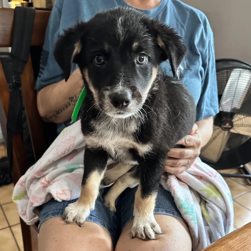 A baby medium-sized male Australian Shepherd dog named Griff for adoption in Hillsborough, NJ