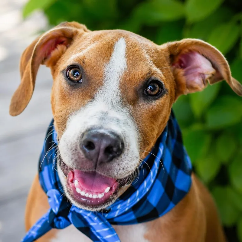 A young medium-sized male White / Cream Hound dog named Charlie for adoption in Humble, TX