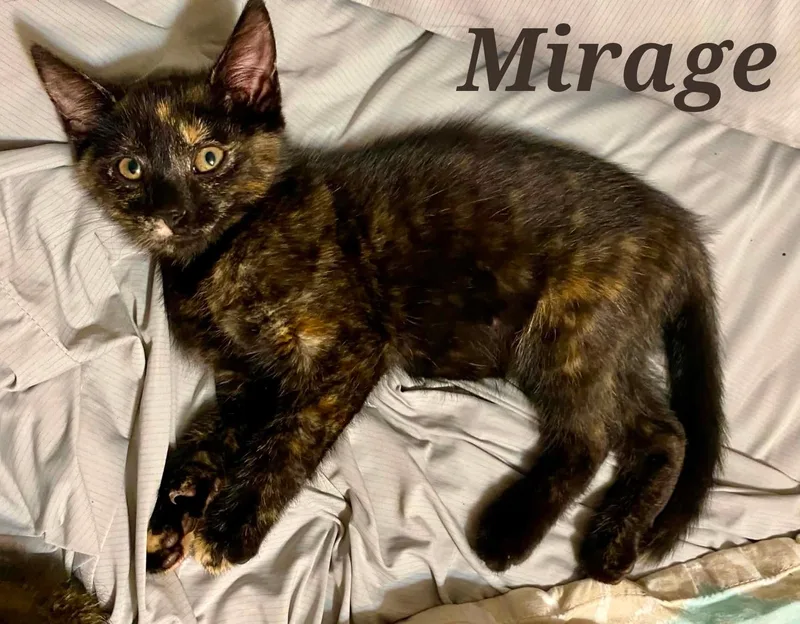 A young medium-sized female Dilute Tortoiseshell Domestic Short Hair cat named Mirage for adoption in Lansdowne, PA