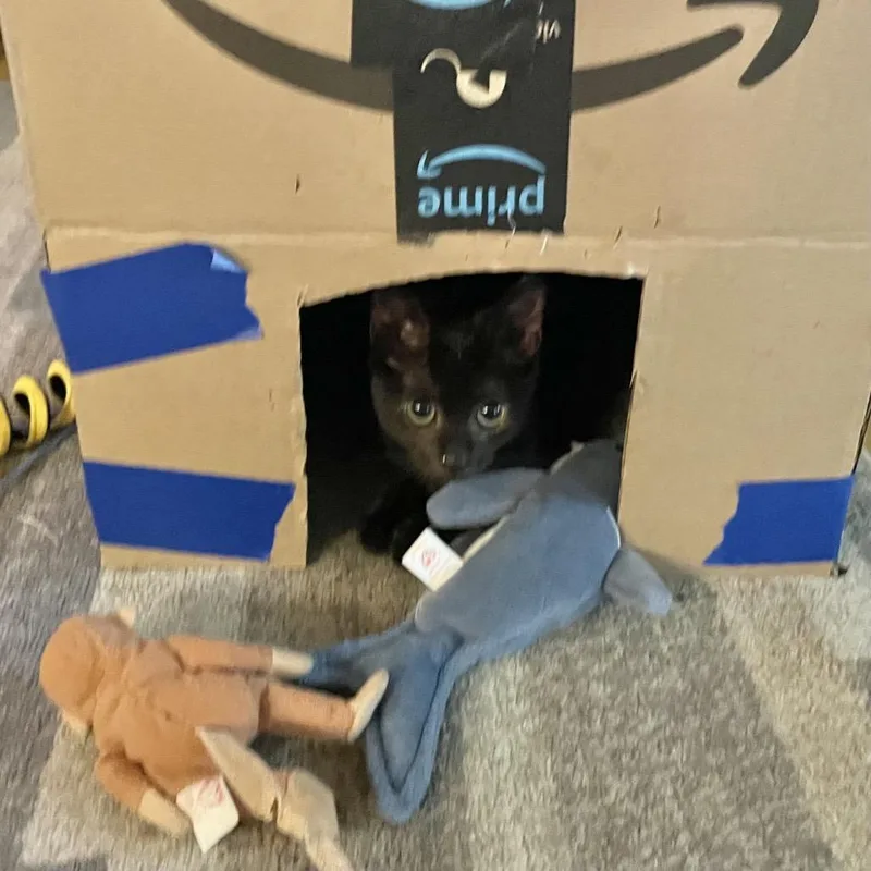 A baby small-sized female Black Domestic Short Hair cat named Kit Kat for adoption in Flower Mound, TX