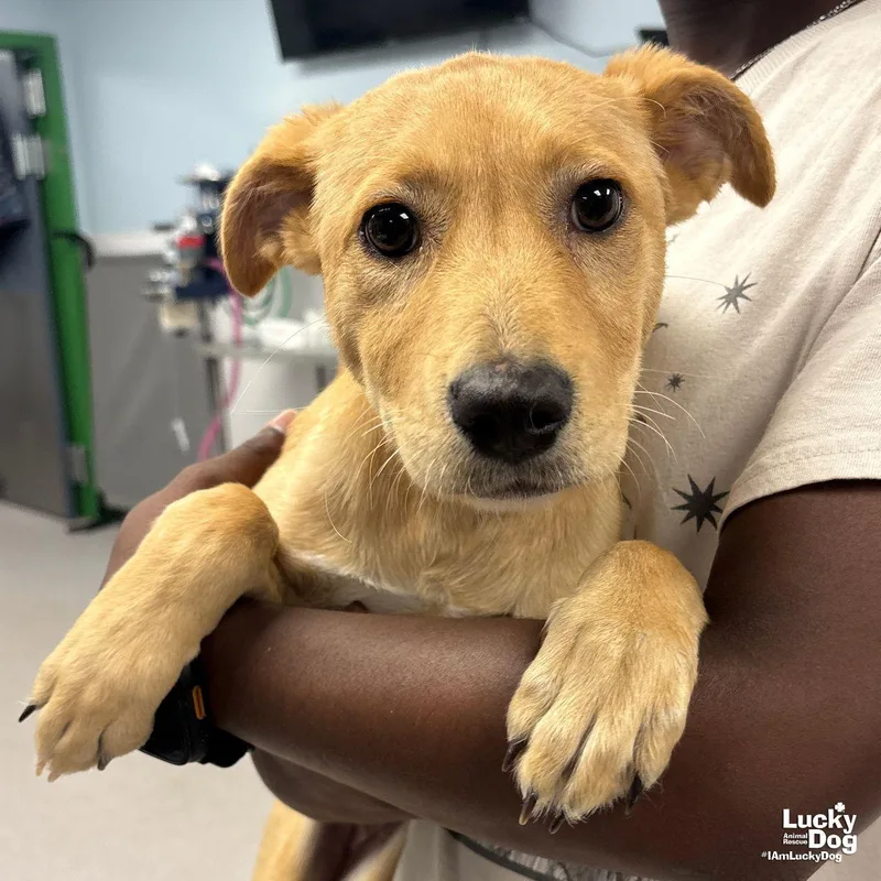 A baby large-sized female Labrador Retriever dog named Miss Crunch for adoption in Washington, DC