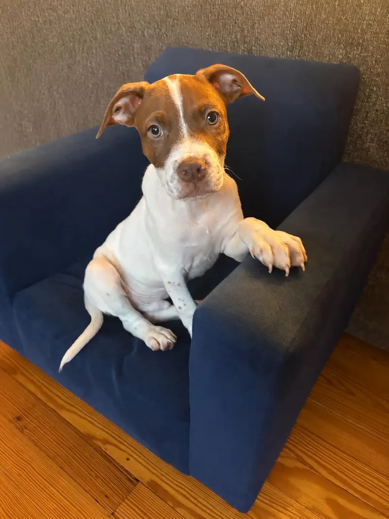 A baby medium-sized male German Shorthaired Pointer dog named Abe for adoption in Copiague, NY