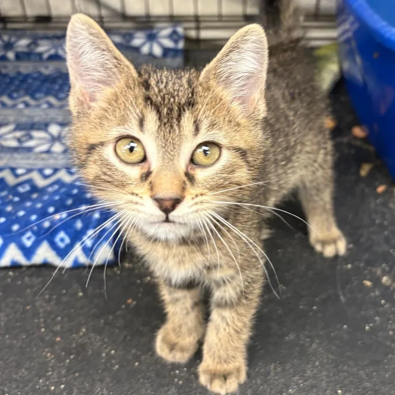 A baby small-sized male Brown / Chocolate Domestic Short Hair cat named Saber for adoption in Monroe, MI
