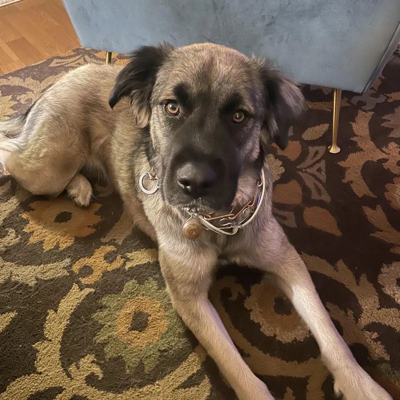 A young medium-sized female Bicolor Mixed Breed dog named Phoebe for adoption in Farmingdale, NJ