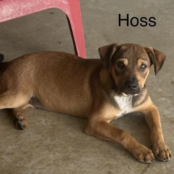 Hoss thumbnail 5