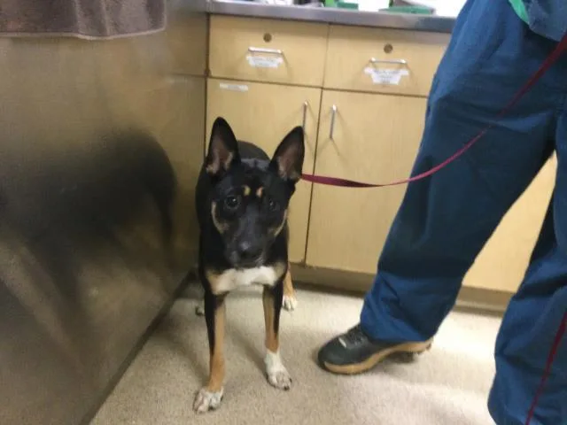 A young medium-sized female Terrier dog named Bear for adoption in Riverside, CA