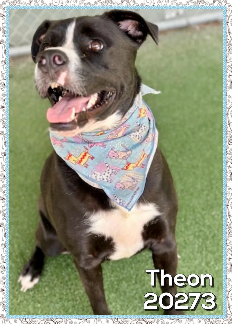 An adult large-sized male Black Staffordshire Bull Terrier dog named Theon for adoption in Marietta, GA