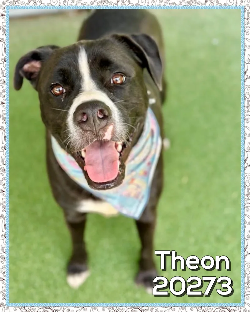 Theon thumbnail 2