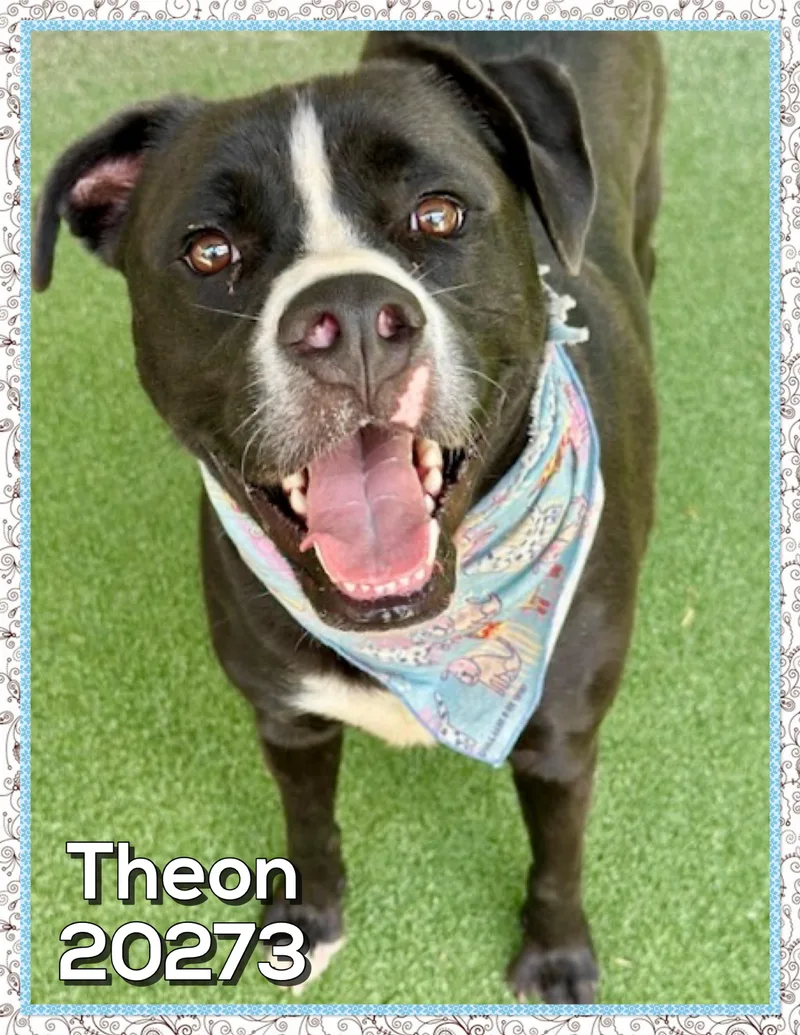 Theon thumbnail 3