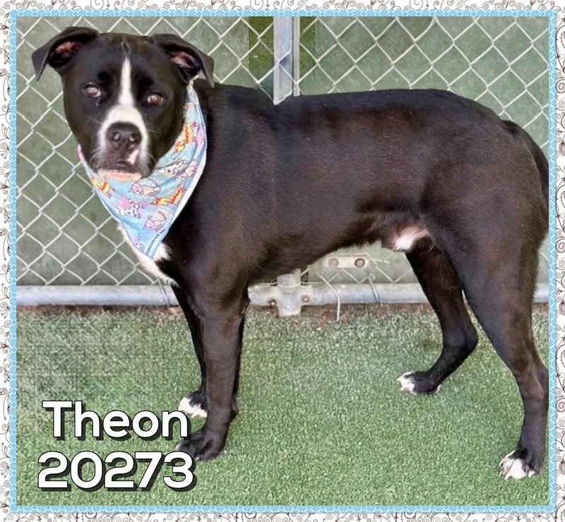 Theon thumbnail 4